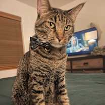 Thumbnail photo of Bambi #3