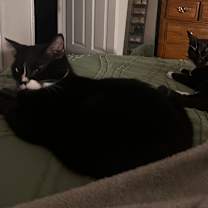 Thumbnail photo of Angel and/or Voodoo #4