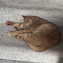 Thumbnail photo of Stella #1