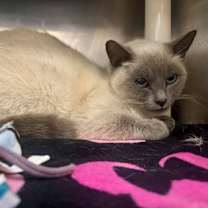 Thumbnail photo of Marie Purrie #3