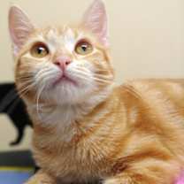 Thumbnail photo of Monarch #1