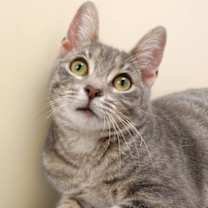 Thumbnail photo of Noel #1