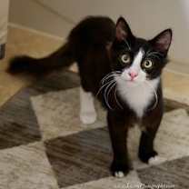 Thumbnail photo of Tucker #1