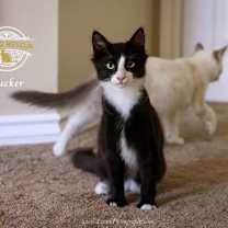 Thumbnail photo of Tucker #4