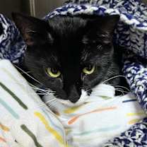 Thumbnail photo of Mew Mew #1