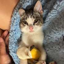 Thumbnail photo of Banana Belle #1