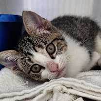 Thumbnail photo of Banana Belle #3