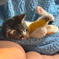 Thumbnail photo of Banana Belle #4