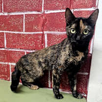 Thumbnail photo of Calci #2