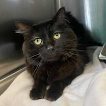 Thumbnail photo of Backpack Cat #2