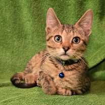 Thumbnail photo of Bam #3