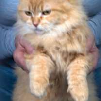 Thumbnail photo of Sweetie Opal #1