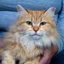 Thumbnail photo of Sweetie Opal #2