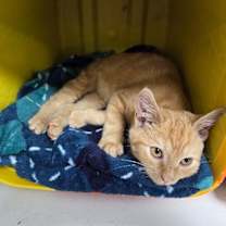 Thumbnail photo of Ziggy #1