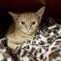 Thumbnail photo of Ziggy #2