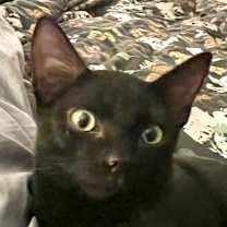 Thumbnail photo of Milo #4