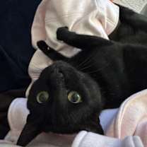 Thumbnail photo of Boo #1