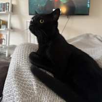 Thumbnail photo of Boo #2