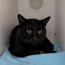 Thumbnail photo of Boo #3