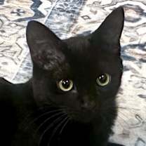 Thumbnail photo of Elphaba #1