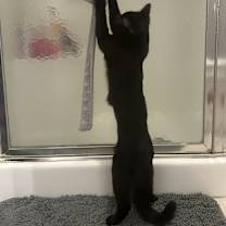 Thumbnail photo of Elphaba #2