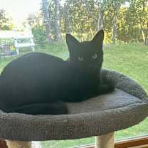 Thumbnail photo of Elphaba #3