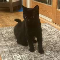 Thumbnail photo of Elphaba #4