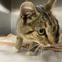 Thumbnail photo of Tinsel #2