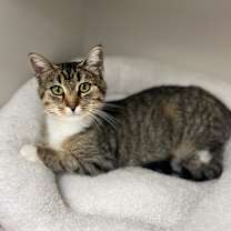 Thumbnail photo of Tinsel #4