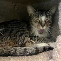 Thumbnail photo of Fudge #1