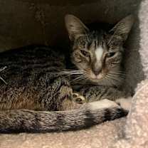 Thumbnail photo of Fudge #2