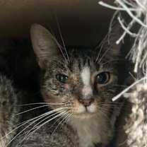 Thumbnail photo of Fudge #3