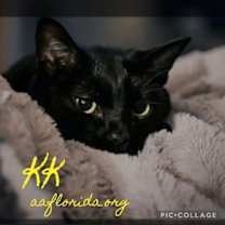 Thumbnail photo of KK #1