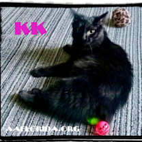 Thumbnail photo of KK #2