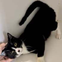 Thumbnail photo of Tippy (FCID# 09/08/2025 - 18 Brandywine PS) C #2