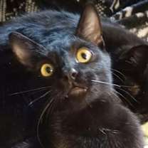 Thumbnail photo of Marcel #4