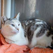 Thumbnail photo of Shyla #1