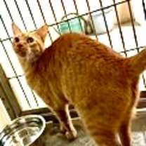 Thumbnail photo of Augie #2