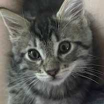 Thumbnail photo of Leevi #1