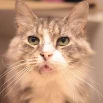 Thumbnail photo of Mr. Walnut #1