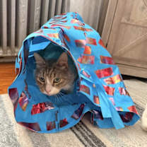 Thumbnail photo of Mr. Walnut #3