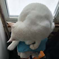 Thumbnail photo of Blue #3