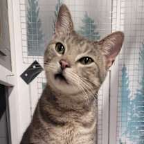 Thumbnail photo of Cedar #1