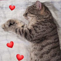 Thumbnail photo of Cedar #2