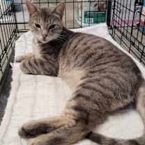 Thumbnail photo of Cedar #4