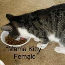 Thumbnail photo of Mama Kitty #1