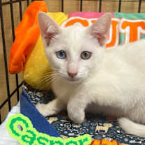 Thumbnail photo of Casper #2