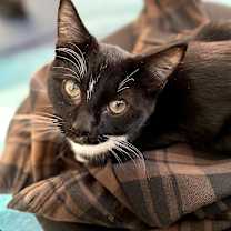 Thumbnail photo of Oliver (bonded with Binx) #1