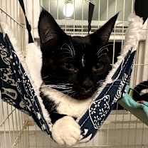 Thumbnail photo of Oliver (bonded with Binx) #2