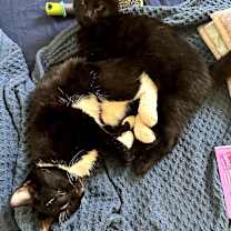 Thumbnail photo of Oliver (bonded with Binx) #3